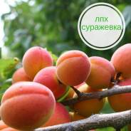 Растения, саженцы, семена.