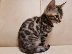 Бенгальская кошка.