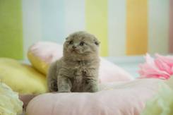 Шотландская вислоухая кошка.