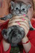 Шотландская кошка.