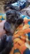 Шотландская вислоухая кошка.