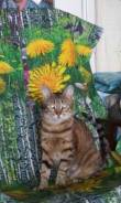 Кошки.