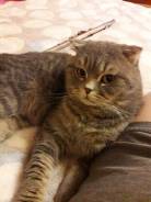 Ищем кошку скотиш страйт