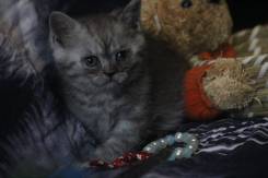 Британская кошка.