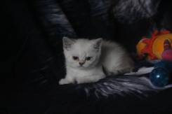 Британская кошка.