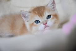 Британская кошка.