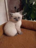 Куплю котенка
