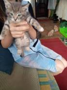 Отдам котят