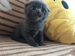Шотландская вислоухая кошка.
