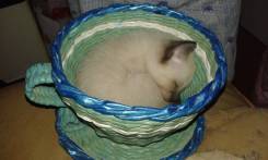 Тайская кошка.