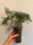 ����������. ����