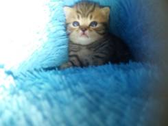 Шотландская кошка.