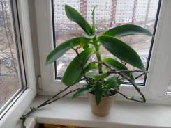 Каллизия.