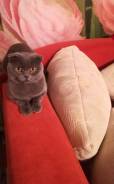 Шотландская кошка.
