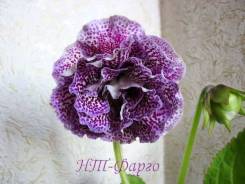 Глоксиния.