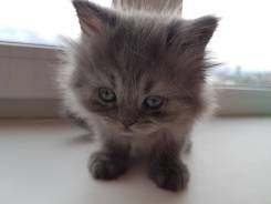 Персидская кошка.
