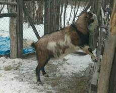 Козы.