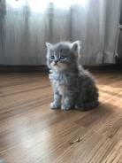 Персидская кошка.