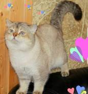 Шотландская кошка.