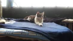 Кошки.