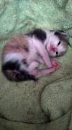 Котёнок девочка