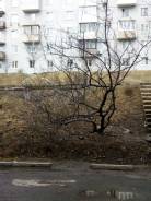 2-комнатная, улица Бокситогорская 41. Южный, частное лицо, 52 кв. м. Вид из окна днём