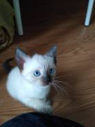 Тайская кошка.