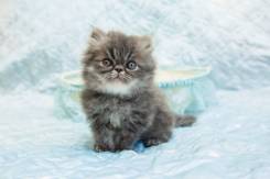 Персидская кошка.