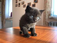 Шотландская прямоухая кошка.