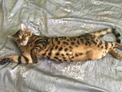 Бенгальская кошка.