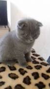 Шотландская вислоухая кошка.