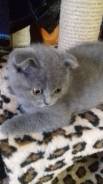 Шотландская вислоухая кошка.