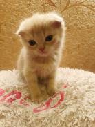 Шотландская вислоухая кошка.