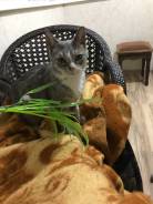 Кошки.