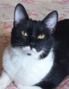 Кошки.