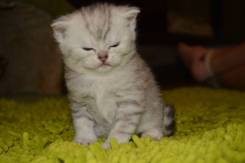 Шотландская кошка.