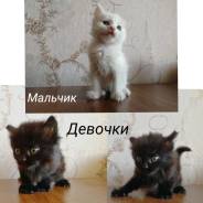 Отдам котят