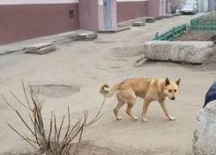Собаки.