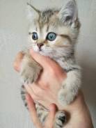 Британская кошка.