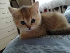 Британская кошка.