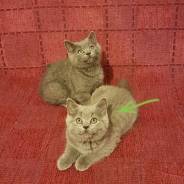 Британская кошка.