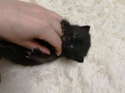 Шотландская прямоухая кошка.