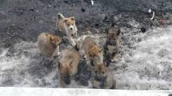 Западно сибирская лайка.