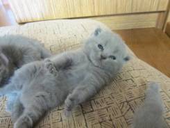 Шотландская кошка.