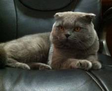 Шотландская вислоухая короткошерстная кошка.