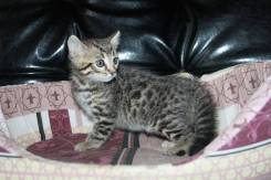Бенгальская кошка.