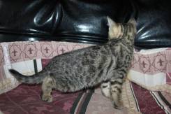 Бенгальская кошка.