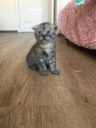 Шотландская кошка.