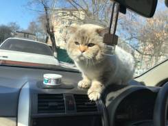 Британская кошка.