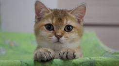 Шотландская прямоухая кошка.